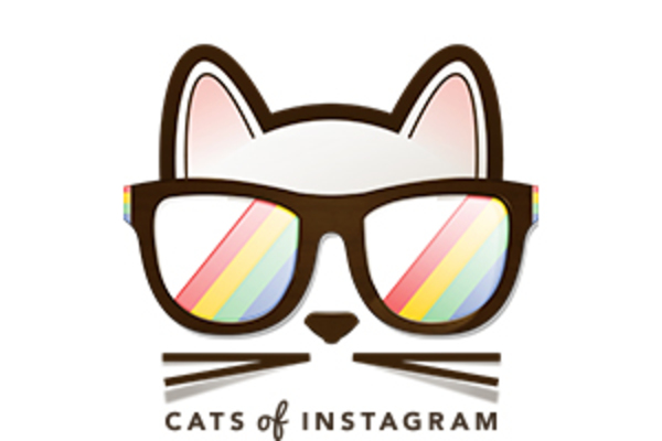 cats of instagram 