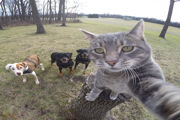 cat taking selfie 