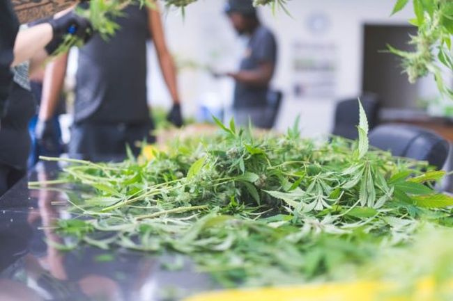 Cannabis plants being pruned in a grow facility - stock photo